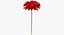 3D model red gerbera flower