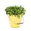 collection de plantes naturelles d'extérieur vol 65