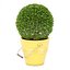 collection de plantes naturelles d'extérieur vol 65