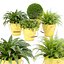 collection de plantes naturelles d'extérieur vol 65