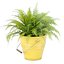 collection de plantes naturelles d'extérieur vol 65