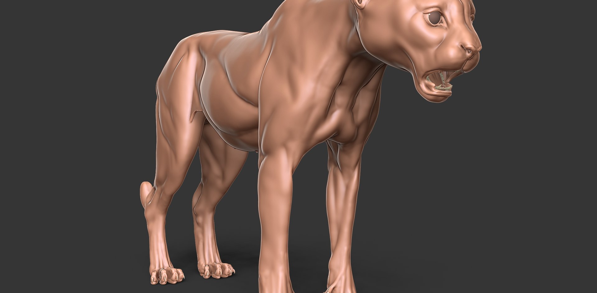 3D Cheetah Cub Primary Forms Zbrush Sculpt https://p.turbosquid.com/ts-thumb/sZ/J2YtWX/2B/cheetahcub11/jpg/1638160779/1920x1080/fit_q87/334f61f37692f14f71b2e47e862f5cc3239f8388/cheetahcub11.jpg