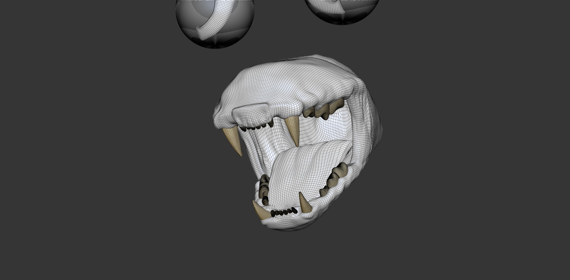 3D Cheetah Cub Primary Forms Zbrush Sculpt https://p.turbosquid.com/ts-thumb/sZ/J2YtWX/9S/cheetahcub_wire12/jpg/1638161877/1920x1080/fit_q87/5f5a723d70bff6c0aad63c91c0dc009f0a61f1cb/cheetahcub_wire12.jpg
