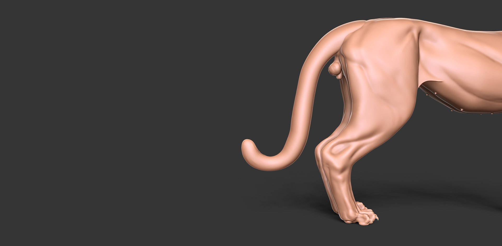 3D Cheetah Cub Primary Forms Zbrush Sculpt https://p.turbosquid.com/ts-thumb/sZ/J2YtWX/At/cheetahcub6/jpg/1638160773/1920x1080/fit_q87/e4d301df355d6f82048c013e3f9db9b67e865af3/cheetahcub6.jpg