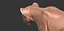 Cucciolo di ghepardo forme primarie Zbrush Sculpt