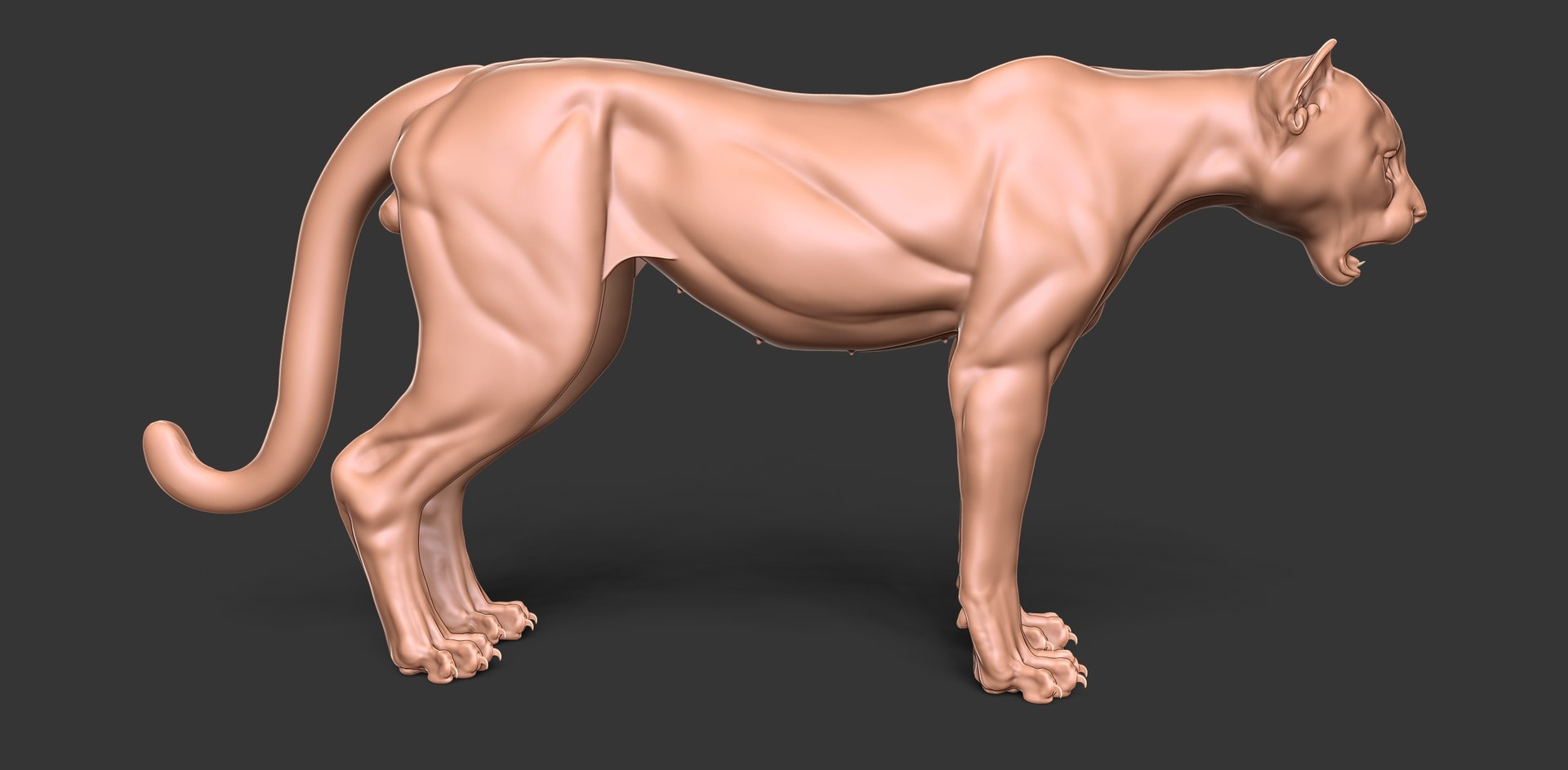 3D Cheetah Cub Primary Forms Zbrush Sculpt https://p.turbosquid.com/ts-thumb/sZ/J2YtWX/Ft/cheetahcub1/jpg/1638160771/1920x1080/fit_q87/5d5bd23943e34416f2092e80e1122c47e47b77a8/cheetahcub1.jpg