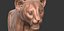 Cucciolo di ghepardo forme primarie Zbrush Sculpt