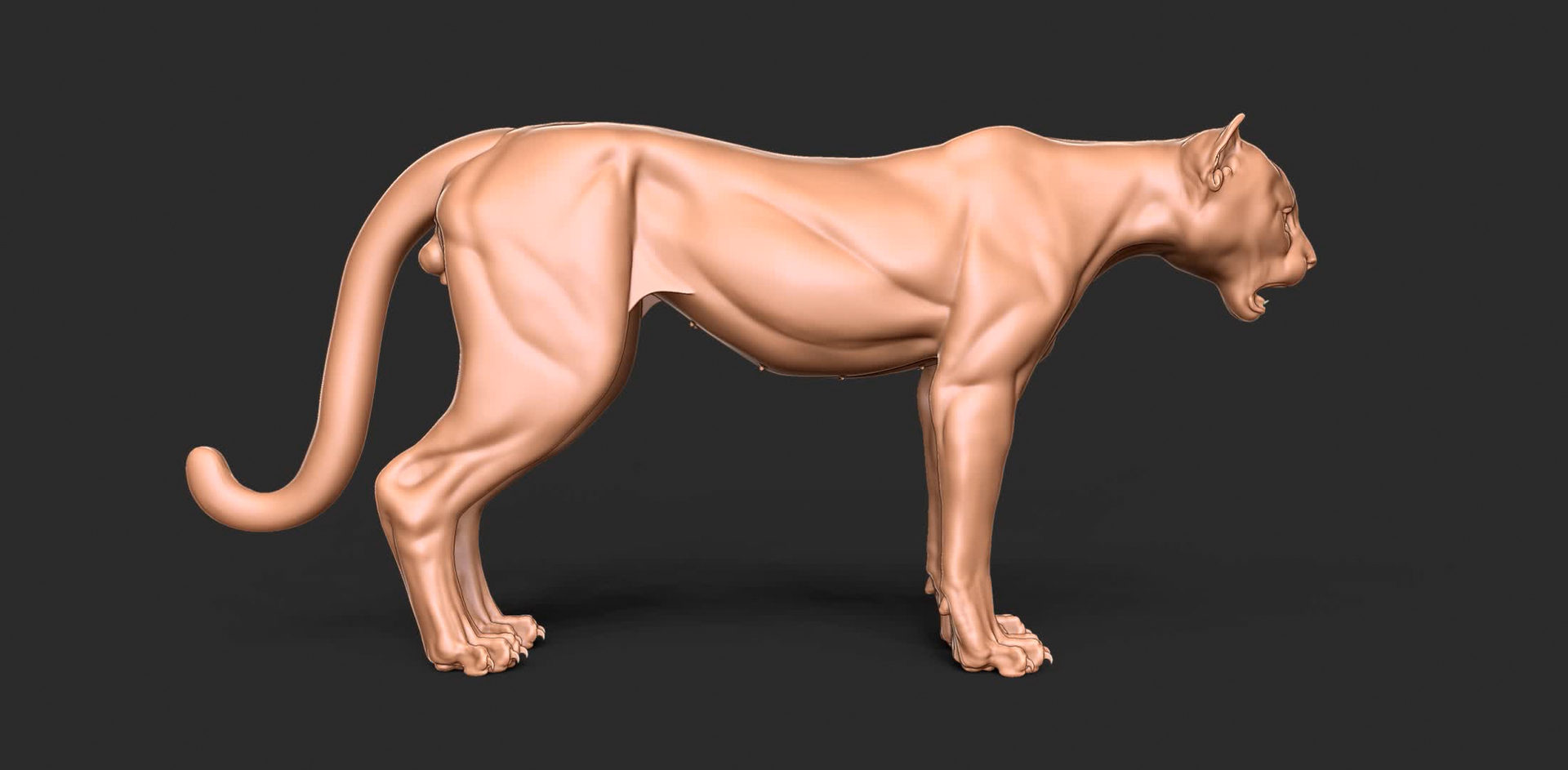 3D Cheetah Cub Primary Forms Zbrush Sculpt https://p.turbosquid.com/ts-thumb/sZ/J2YtWX/HO/cheetahcubspin/jpg/1638161648/1920x1080/turn_fit_q99/37865a8bd50d5ee97605869c28f1e6b2207a3102/cheetahcubspin-1.jpg