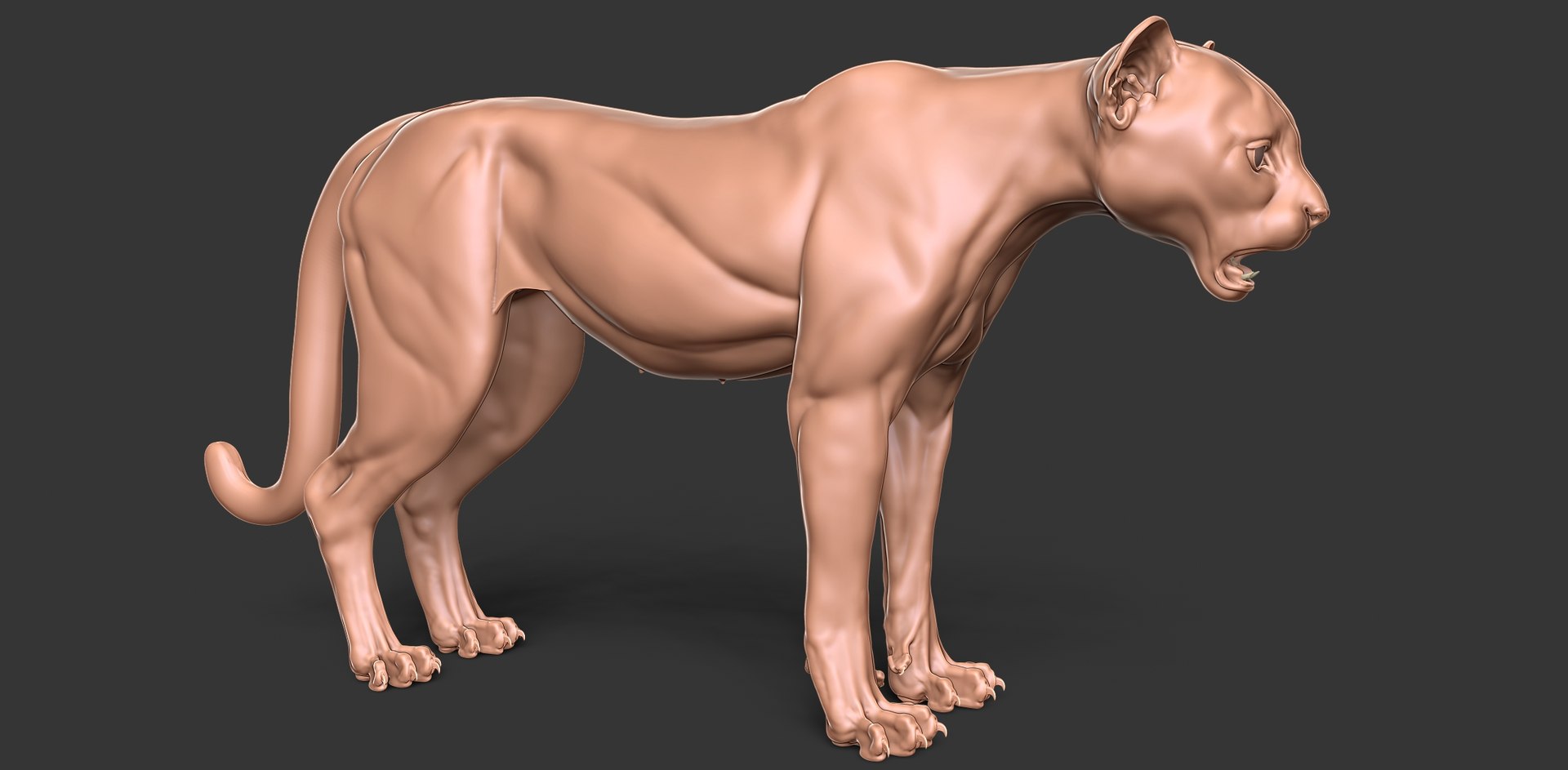 3D Cheetah Cub Primary Forms Zbrush Sculpt https://p.turbosquid.com/ts-thumb/sZ/J2YtWX/R0/cheetahcub2/jpg/1638160771/1920x1080/fit_q87/fcdba2197cf783be41ba0a3e6e97d00384592141/cheetahcub2.jpg