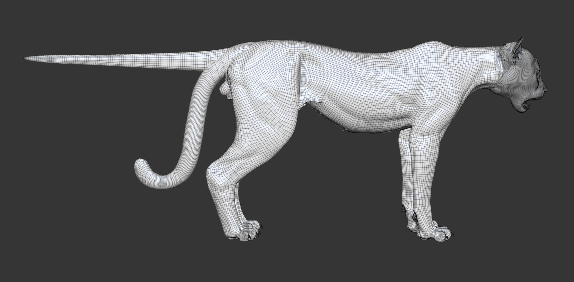 3D Cheetah Cub Primary Forms Zbrush Sculpt https://p.turbosquid.com/ts-thumb/sZ/J2YtWX/UA/cheetahcub_wire2/jpg/1638161874/1920x1080/fit_q87/92e9046ea82dbf3ada2f5717224a01e7cb10f826/cheetahcub_wire2.jpg