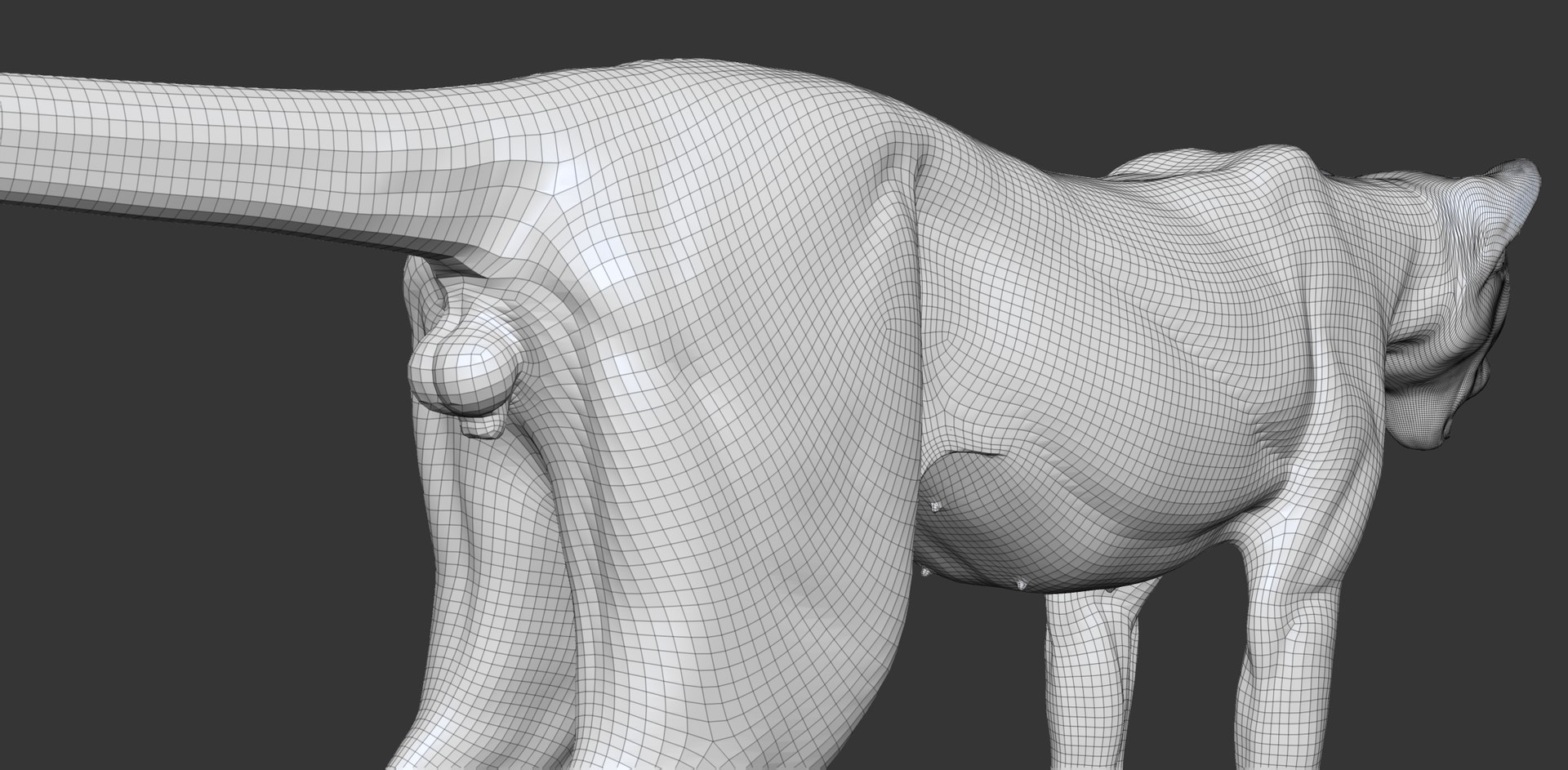3D Cheetah Cub Primary Forms Zbrush Sculpt https://p.turbosquid.com/ts-thumb/sZ/J2YtWX/Xy/cheetahcub_wire8/jpg/1638161887/1920x1080/fit_q87/8e83d52b59694a1a1eb19fd9468a5e5435126aae/cheetahcub_wire8.jpg