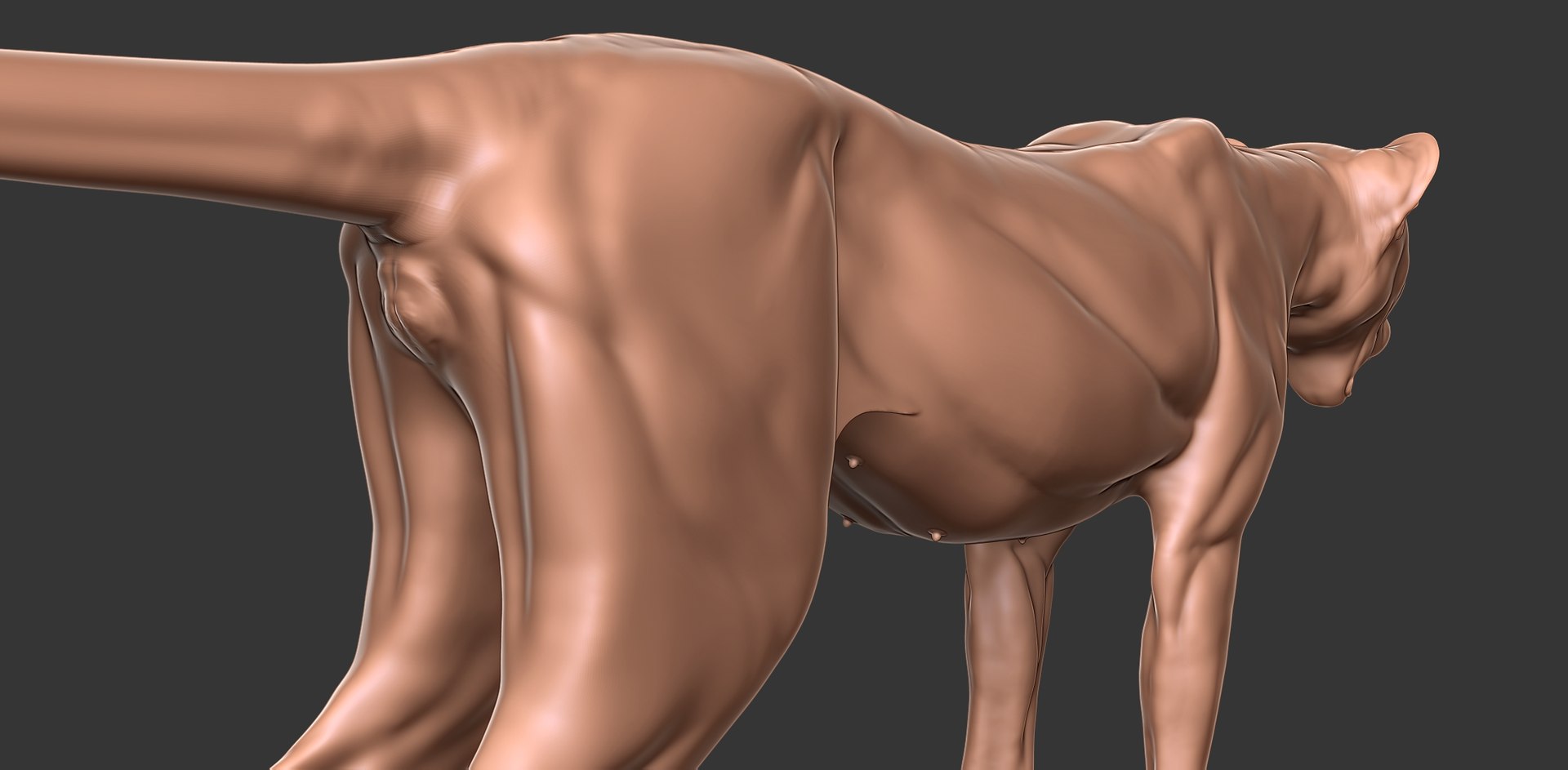 3D Cheetah Cub Primary Forms Zbrush Sculpt https://p.turbosquid.com/ts-thumb/sZ/J2YtWX/Y2/cheetahcub17/jpg/1638160785/1920x1080/fit_q87/e3d293594107eff40addb0128a0dd50780800cd0/cheetahcub17.jpg