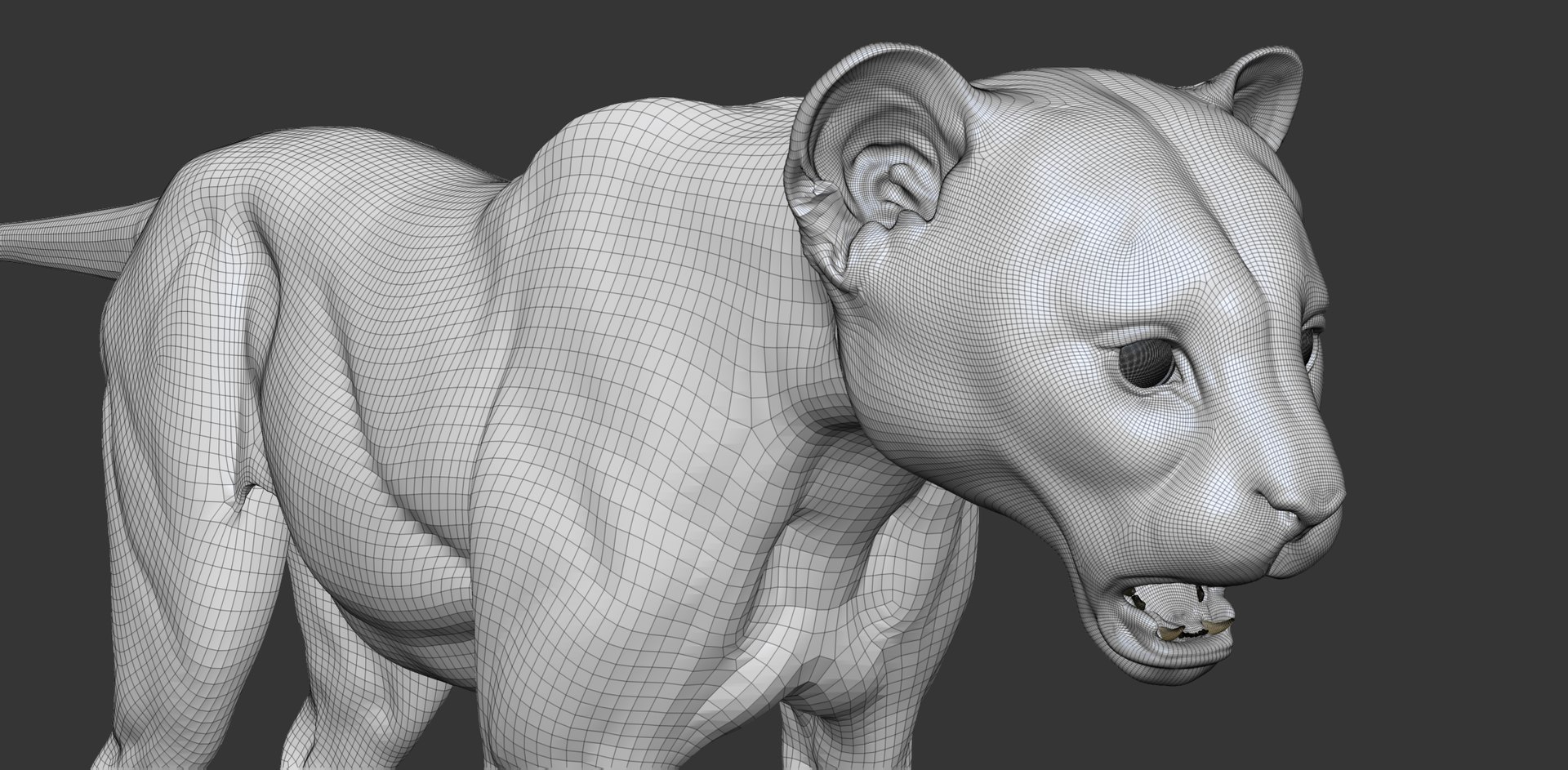 3D Cheetah Cub Primary Forms Zbrush Sculpt https://p.turbosquid.com/ts-thumb/sZ/J2YtWX/YC/cheetahcub_wire5/jpg/1638161883/1920x1080/fit_q87/7a647827f9f9f5cfbd073009457a4d59fa0d7f50/cheetahcub_wire5.jpg