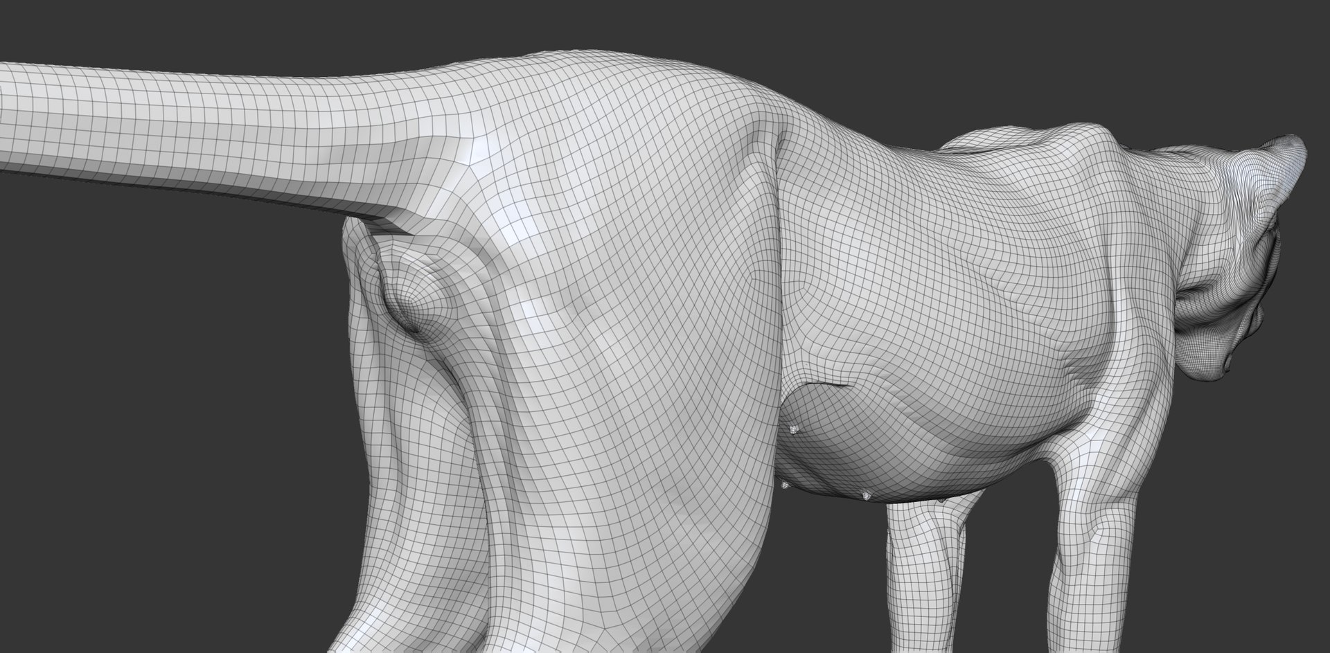3D Cheetah Cub Primary Forms Zbrush Sculpt https://p.turbosquid.com/ts-thumb/sZ/J2YtWX/dQ/cheetahcub_wire9/jpg/1638161880/1920x1080/fit_q87/481d4d749f43314e3ac5d0078779028025a0bd6b/cheetahcub_wire9.jpg