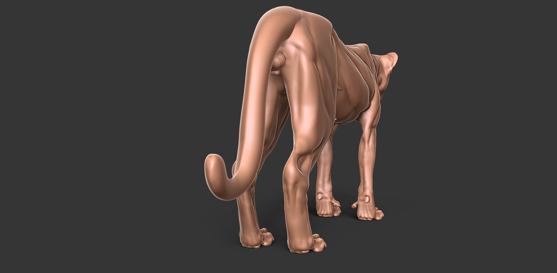3D Cheetah Cub Primary Forms Zbrush Sculpt https://p.turbosquid.com/ts-thumb/sZ/J2YtWX/hl/cheetahcub5/jpg/1638160773/1920x1080/fit_q87/38e4b732b452520484df9ea976d352d82c9a60a5/cheetahcub5.jpg