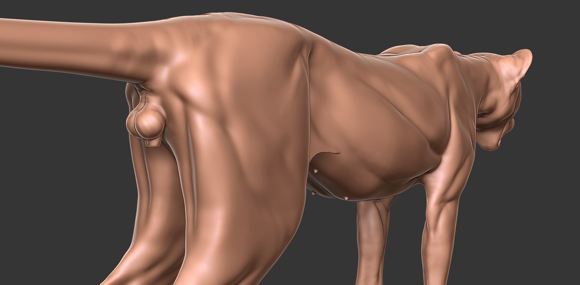 3D Cheetah Cub Primary Forms Zbrush Sculpt https://p.turbosquid.com/ts-thumb/sZ/J2YtWX/id/cheetahcub16/jpg/1638160784/1920x1080/fit_q87/bdc3381a63e265667e085659ca6a2b31cdbe08ab/cheetahcub16.jpg