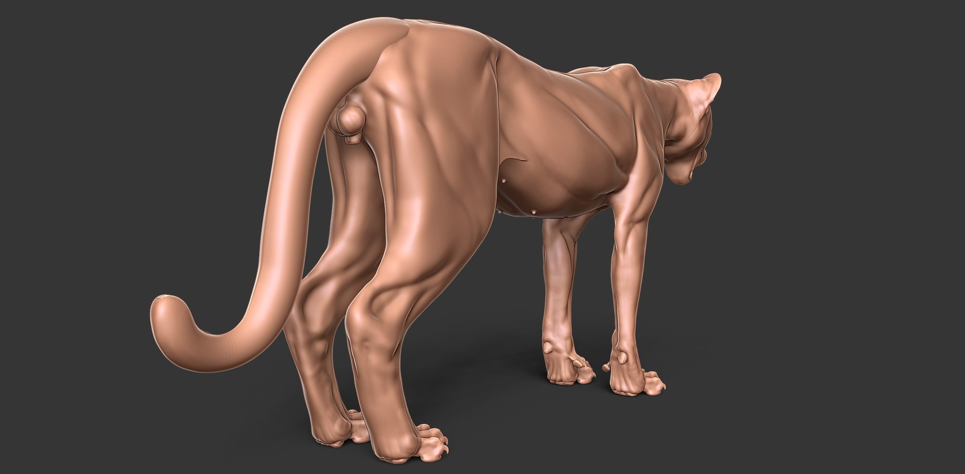 3D Cheetah Cub Primary Forms Zbrush Sculpt https://p.turbosquid.com/ts-thumb/sZ/J2YtWX/pe/cheetahcub4/jpg/1638160776/1920x1080/fit_q87/612bd2bb4ee89c86700a54c2188a5ccdcdd4208d/cheetahcub4.jpg