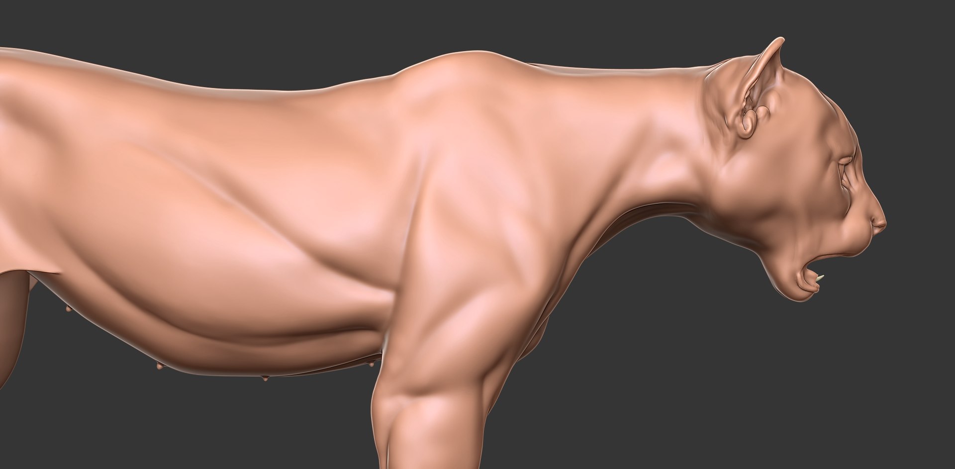 3D Cheetah Cub Primary Forms Zbrush Sculpt https://p.turbosquid.com/ts-thumb/sZ/J2YtWX/zi/cheetahcub14/jpg/1638160781/1920x1080/fit_q87/fe6bea1b4b4bf52993463ef0312933ce67fc5f99/cheetahcub14.jpg