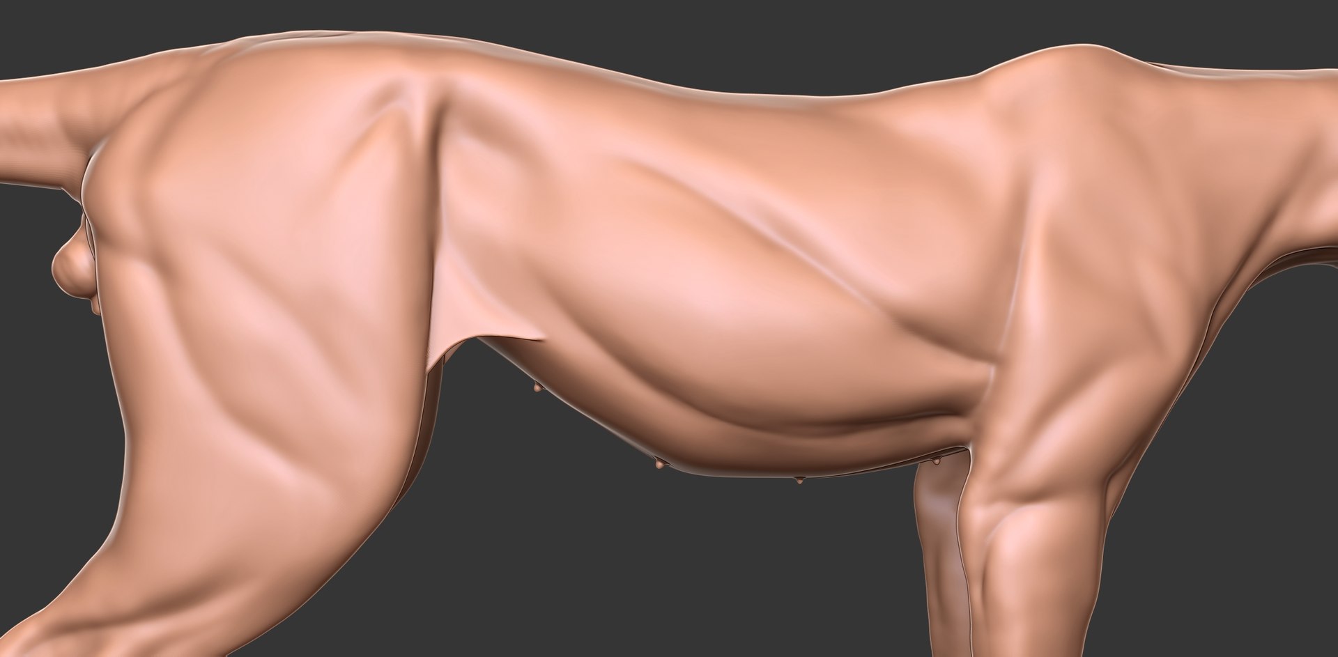 3D Cheetah Cub Primary Forms Zbrush Sculpt https://p.turbosquid.com/ts-thumb/sZ/J2YtWX/zu/cheetahcub15/jpg/1638160784/1920x1080/fit_q87/f5a9e3710e13885db4cc3345ebf983557c21140d/cheetahcub15.jpg