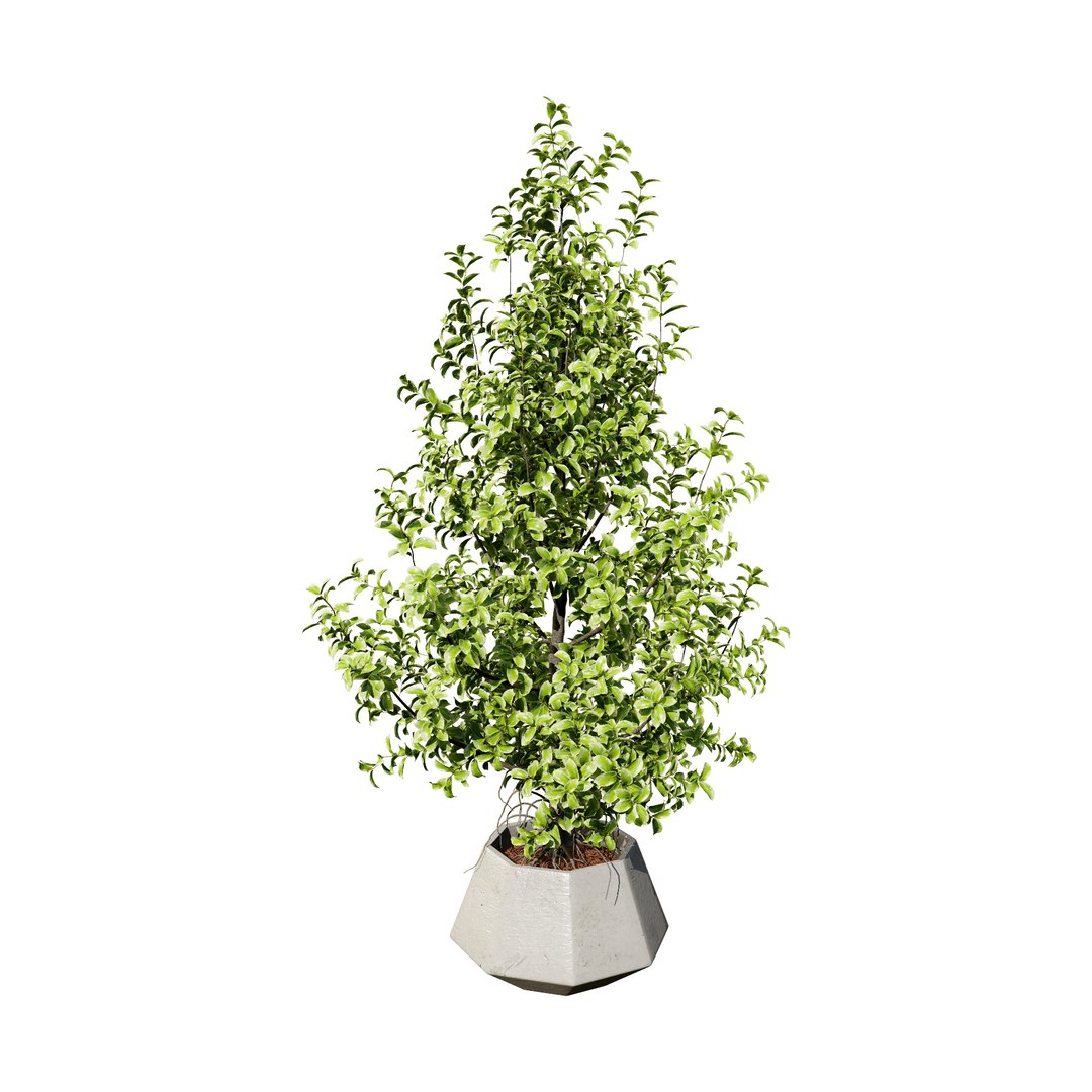 3D Variegated Ficus Triangle 3D Asset https://p.turbosquid.com/ts-thumb/sZ/Xy3BVr/0b/ficustrianglevariegata003/jpg/1721760511/1920x1080/fit_q87/a6f09ed44fb9ab66184885508ac788bd96d5fba4/ficustrianglevariegata003.jpg
