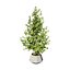 Variegated Ficus Triangle 3D Asset
