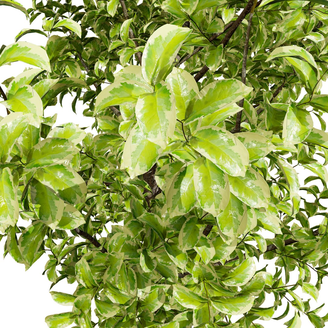 3D Variegated Ficus Triangle 3D Asset https://p.turbosquid.com/ts-thumb/sZ/Xy3BVr/2O/ficustrianglevariegata00411/jpg/1721760517/1920x1080/fit_q87/4b245fb38c670aac7fcd23d5751d202826697d9f/ficustrianglevariegata00411.jpg