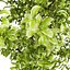 Variegated Ficus Triangle 3D Asset