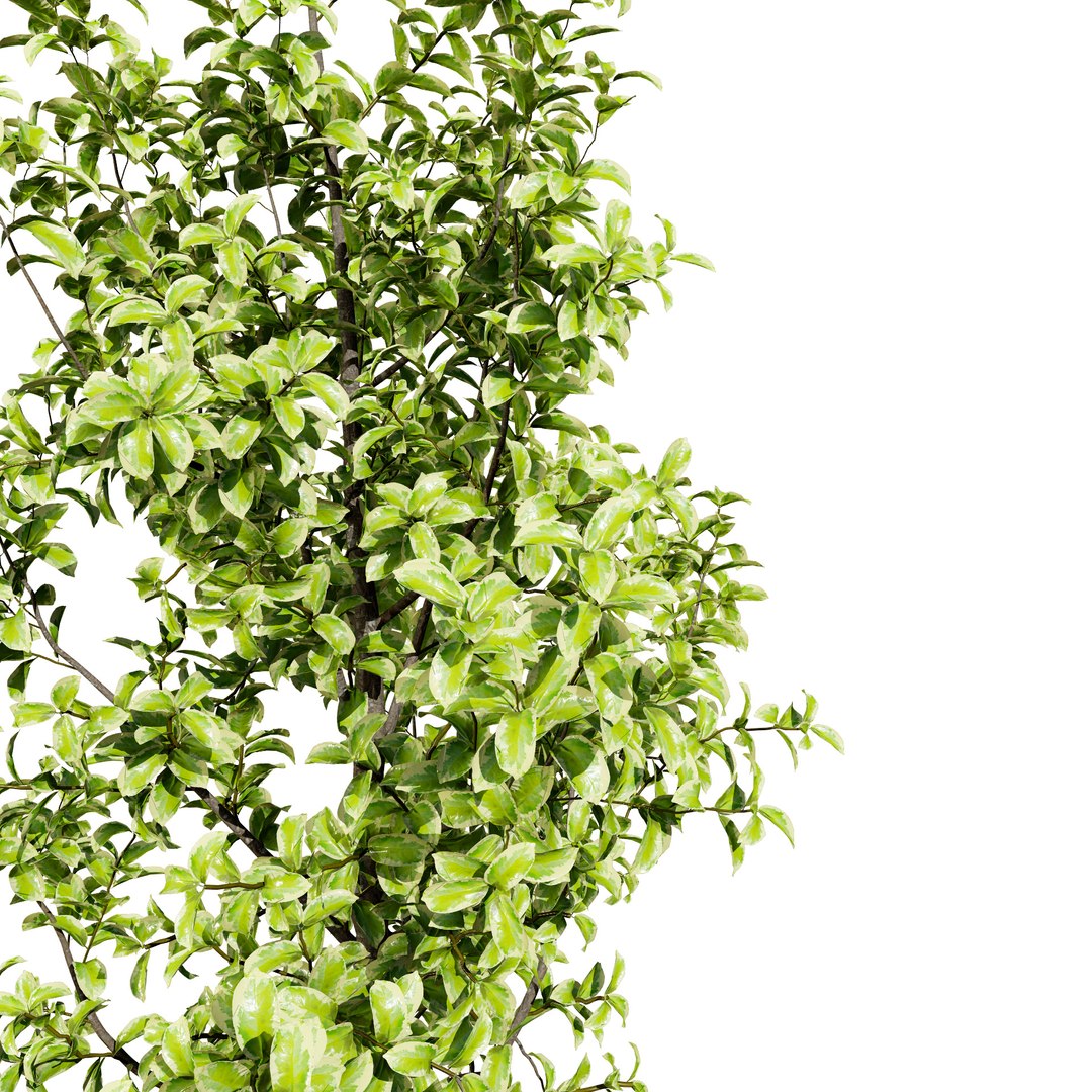 3D Variegated Ficus Triangle 3D Asset https://p.turbosquid.com/ts-thumb/sZ/Xy3BVr/AU/ficustrianglevariegata0021/jpg/1721760514/1920x1080/fit_q87/7fb481956112566ec85aa4570d3634af7063f951/ficustrianglevariegata0021.jpg
