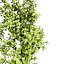 Variegated Ficus Triangle 3D Asset