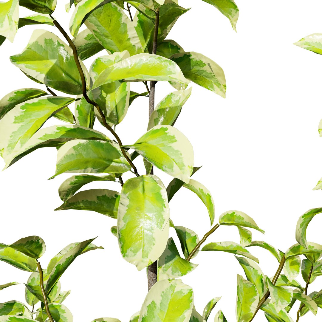 3D Variegated Ficus Triangle 3D Asset https://p.turbosquid.com/ts-thumb/sZ/Xy3BVr/MV/ficustrianglevariegata0024/jpg/1721760515/1920x1080/fit_q87/ac6727147b42daf706bd2a4450b543f395779ffe/ficustrianglevariegata0024.jpg