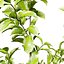 Variegated Ficus Triangle 3D Asset
