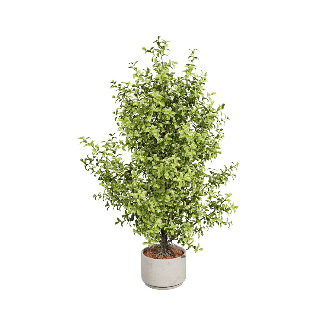 3D Variegated Ficus Triangle 3D Asset https://p.turbosquid.com/ts-thumb/sZ/Xy3BVr/Rq/ficustrianglevariegata0203/jpg/1721760510/1920x1080/fit_q87/7c7d96bf2a220fcfe77530dfc70577c4ba187200/ficustrianglevariegata0203.jpg