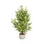 Variegated Ficus Triangle 3D Asset