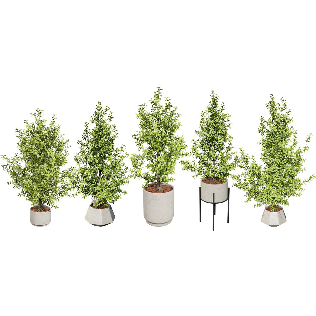 3D Variegated Ficus Triangle 3D Asset https://p.turbosquid.com/ts-thumb/sZ/Xy3BVr/g8/cover01/jpg/1721760515/1920x1080/fit_q87/7496b7f5c91bed983ca69e824651df35f146eee4/cover01.jpg