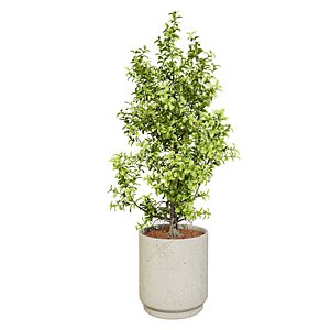 3D Variegated Ficus Triangle 3D Asset