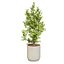 Variegated Ficus Triangle 3D Asset