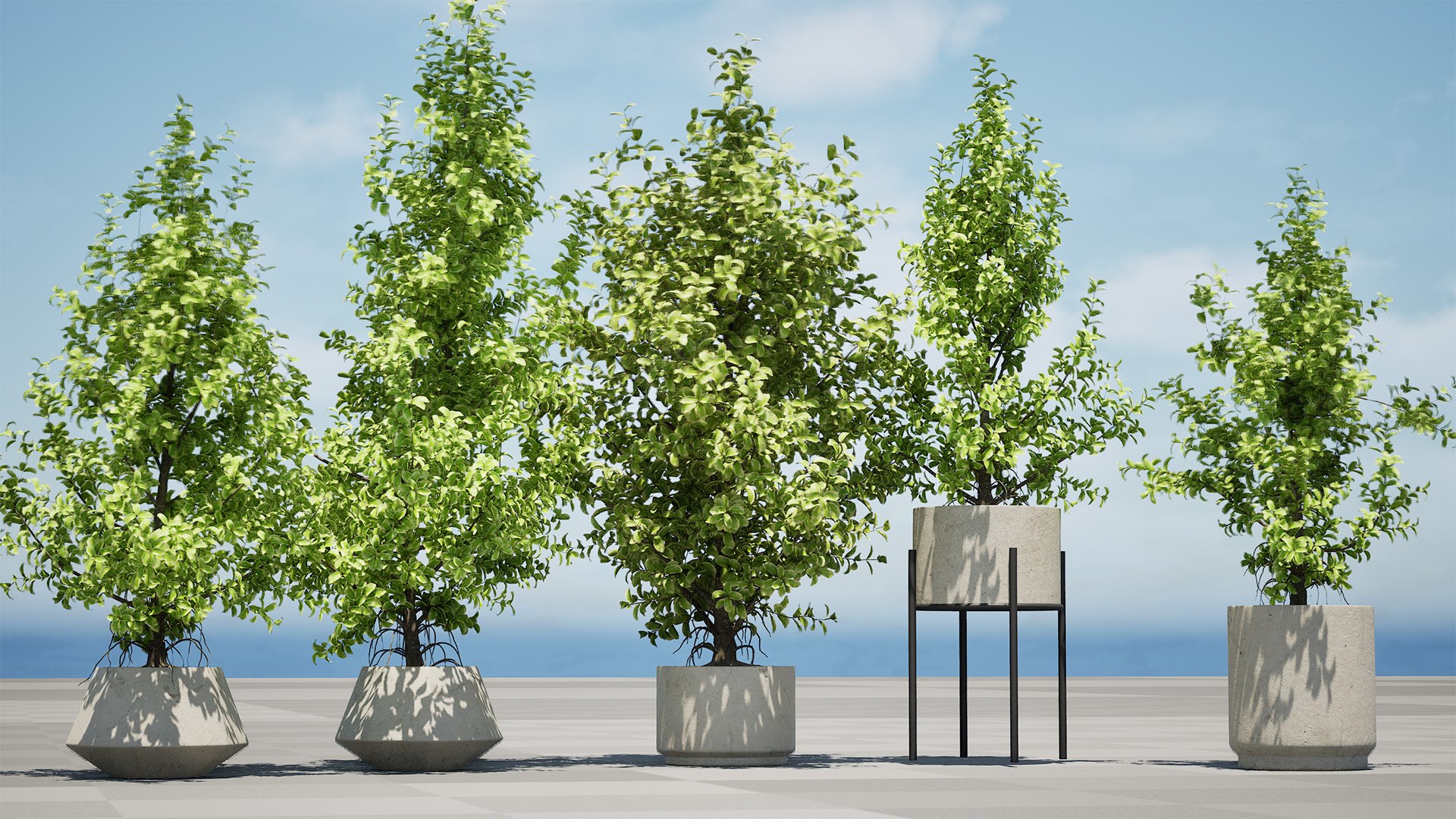 3D Variegated Ficus Triangle 3D Asset https://p.turbosquid.com/ts-thumb/sZ/Xy3BVr/jC/highresscreenshot00001/jpg/1721760517/1920x1080/fit_q87/4da68edba4f43dbcbf9898d7e5f6ed60b1289176/highresscreenshot00001.jpg