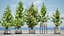 Variegated Ficus Triangle 3D Asset