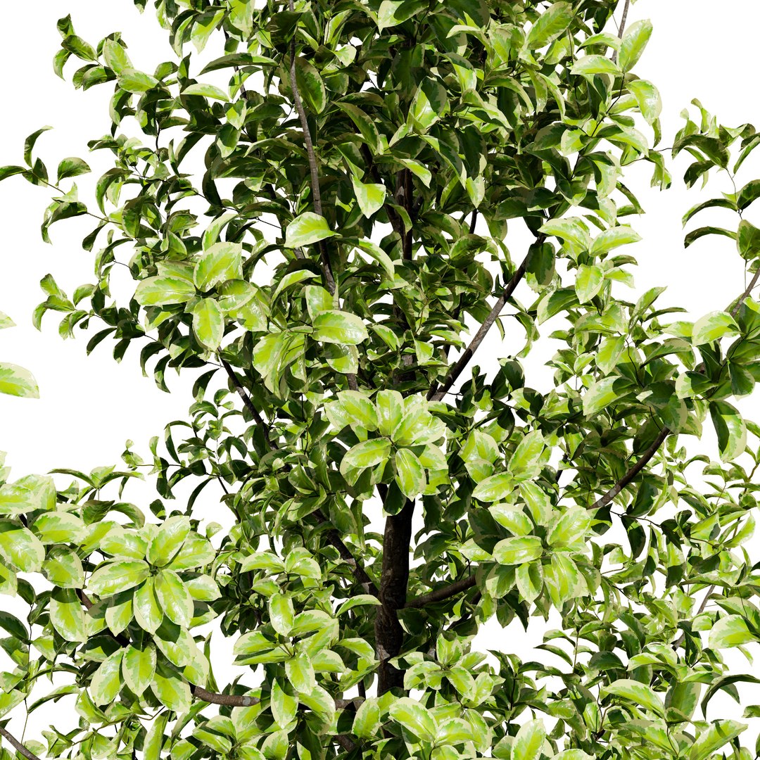 3D Variegated Ficus Triangle 3D Asset https://p.turbosquid.com/ts-thumb/sZ/Xy3BVr/ry/ficustrianglevariegata0031/jpg/1721760516/1920x1080/fit_q87/475fbb2304611dece4ce717afe9b5d4c1f24275e/ficustrianglevariegata0031.jpg