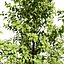 Variegated Ficus Triangle 3D Asset