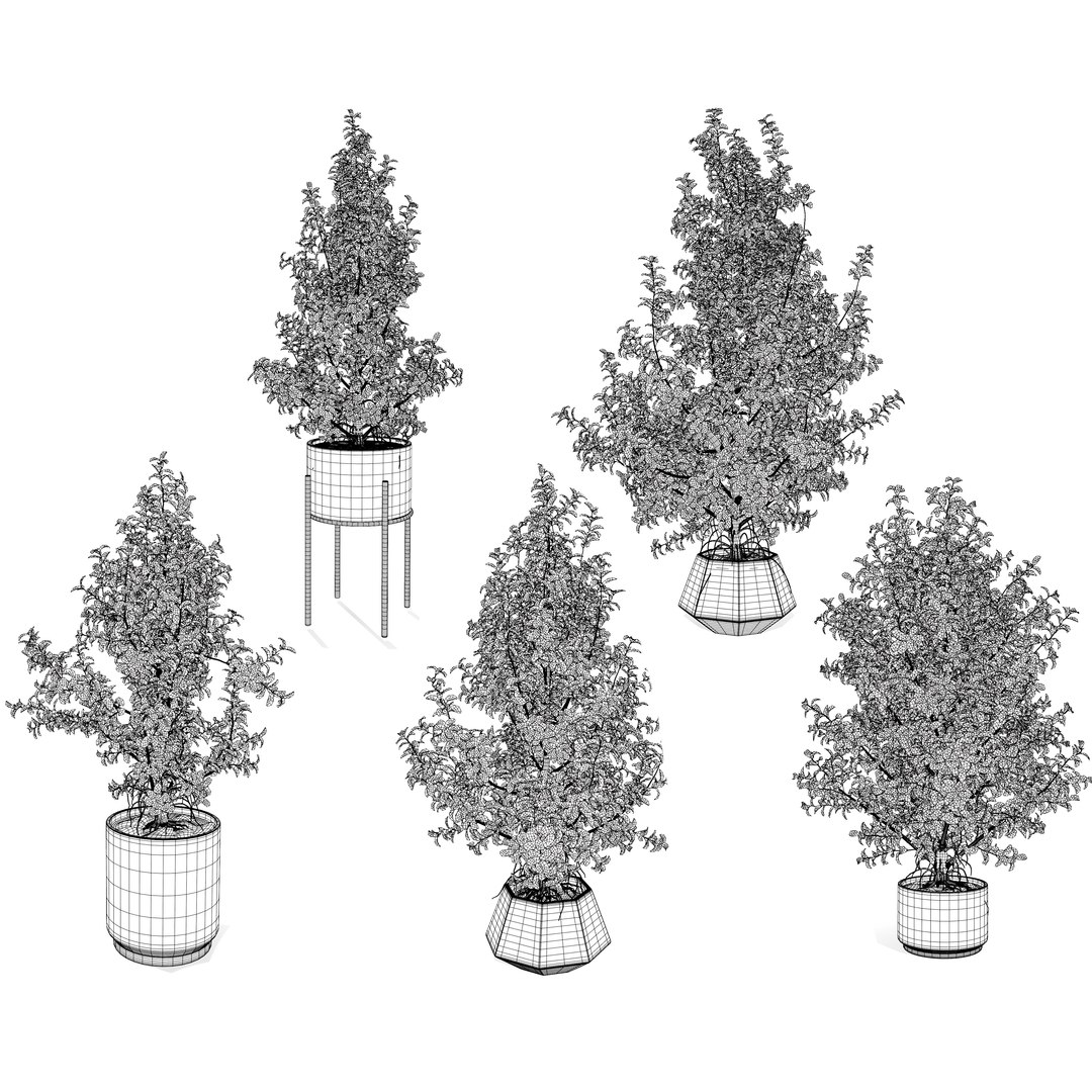 3D Variegated Ficus Triangle 3D Asset https://p.turbosquid.com/ts-thumb/sZ/Xy3BVr/ss/wire/jpg/1721760524/1920x1080/fit_q87/49cdb561a317b29cd11cb2cb9935f1084b2596ab/wire.jpg