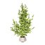 Variegated Ficus Triangle 3D Asset