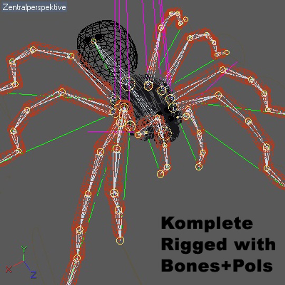 3d Tarantula Vogelspinne Animation