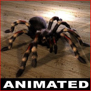 spider