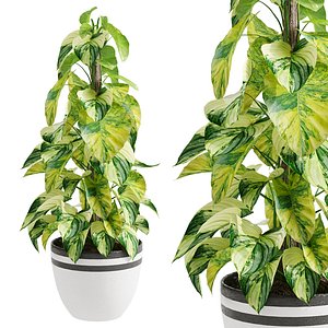 Epipremnum aureum 02 3D model