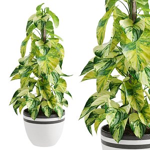 Epipremnum aureum 02