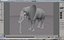 elefante africano