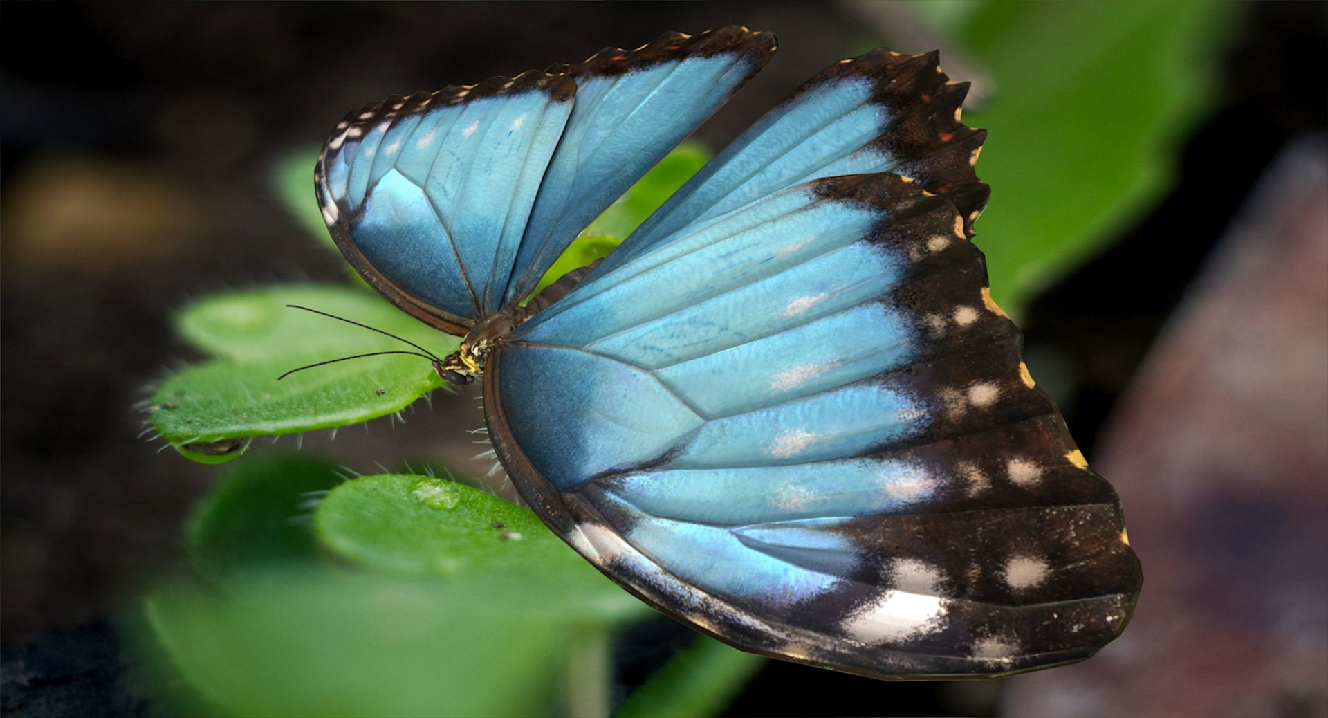 butterflies rigged 2 io model https://p.turbosquid.com/ts-thumb/sZ/jmQ1Sb/1MSjAyKl/butterfliescollection23dmodel027/jpg/1536911486/1920x1080/fit_q87/9f7594c353754f0932693422e54b23c4cb139bfe/butterfliescollection23dmodel027.jpg