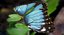Butterflies Rigged Collection 2 for Cinema 4D