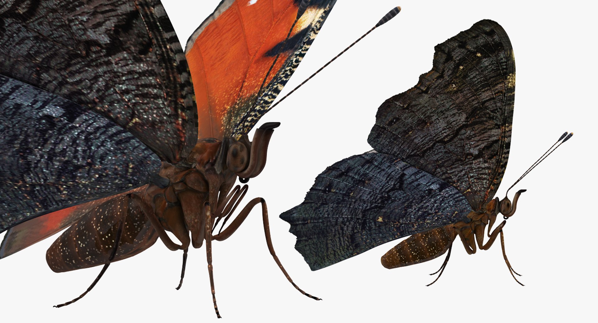 butterflies rigged 2 io model https://p.turbosquid.com/ts-thumb/sZ/jmQ1Sb/AMy7qoYX/butterfliescollection23dmodel018/jpg/1536911485/1920x1080/fit_q87/ca3b085032b0c7bed05b5849b2a8612fbe00b639/butterfliescollection23dmodel018.jpg